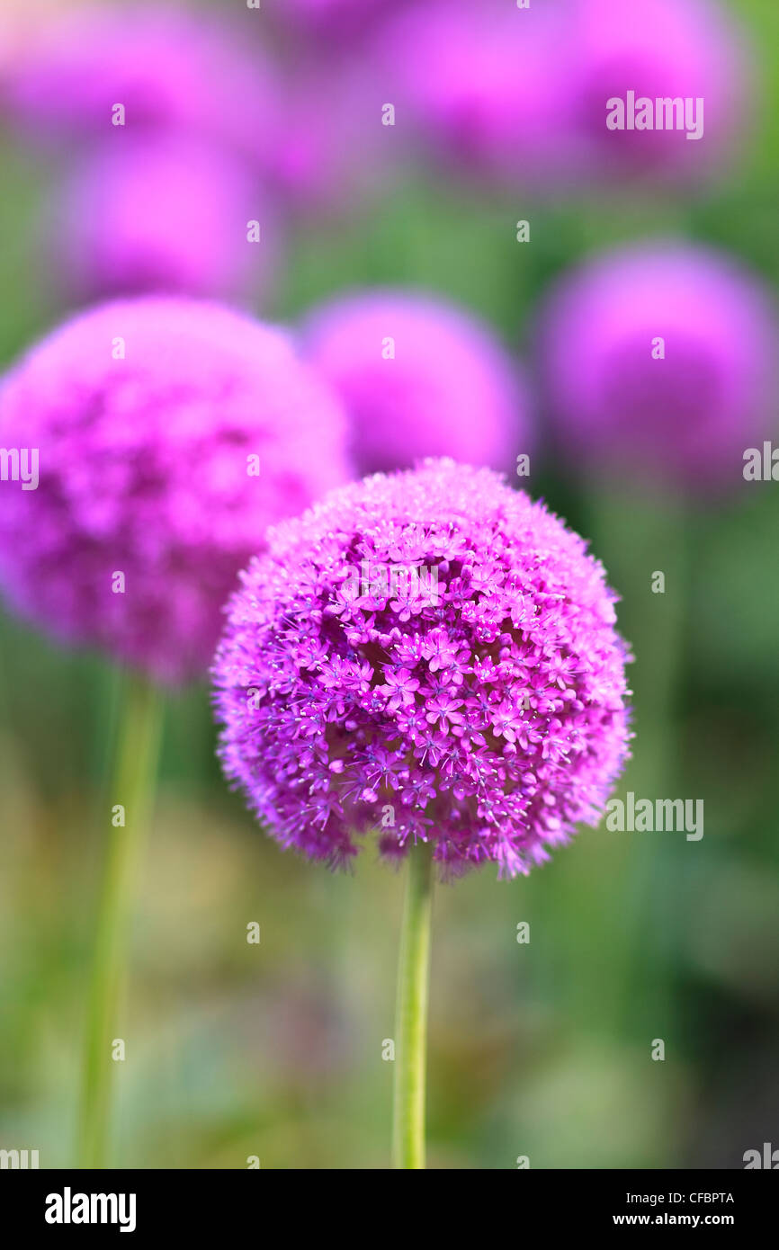 Purple Allium flowers. English Gardens, Assiniboine Park, Winnipeg