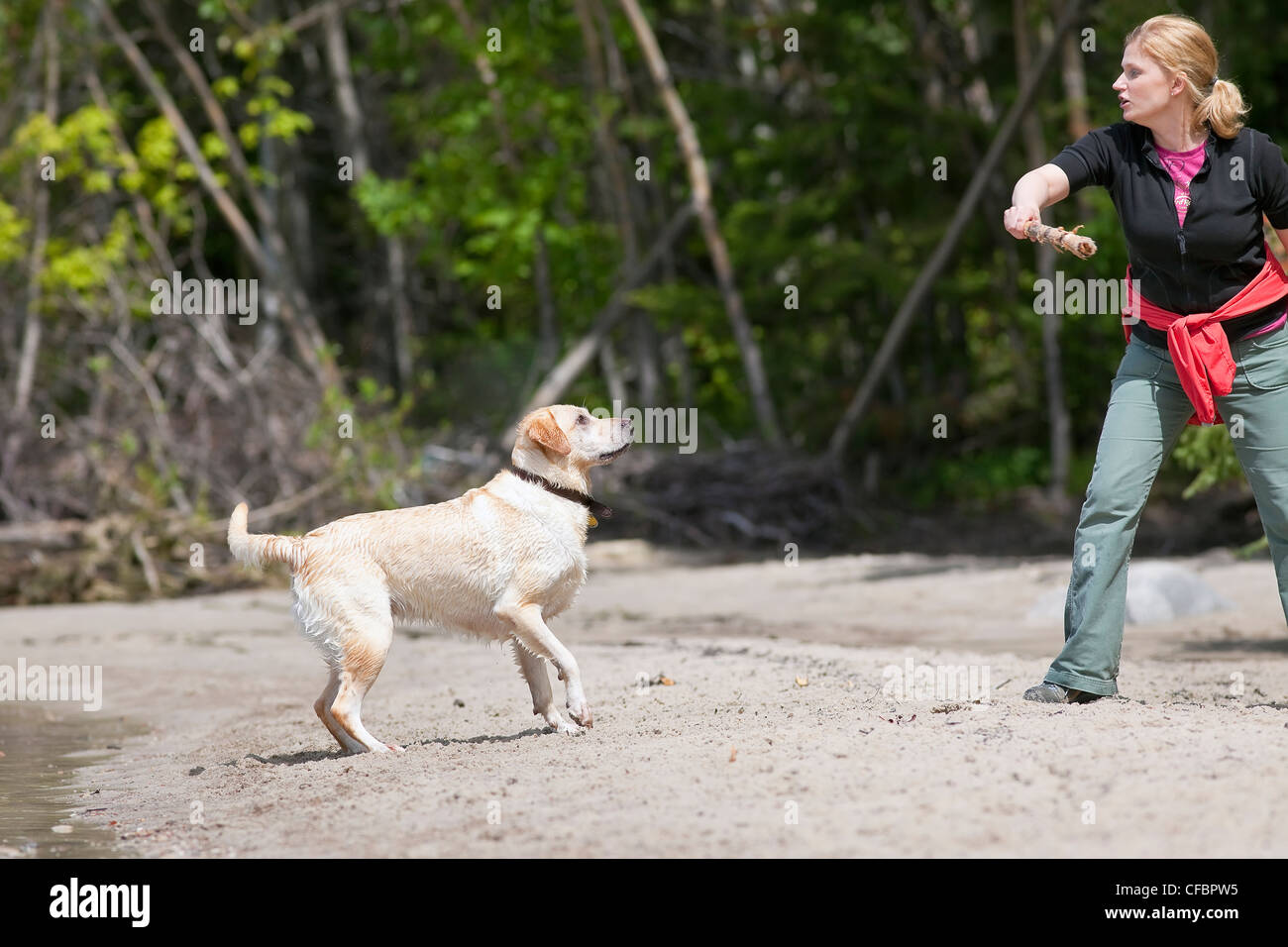 Woman throwing stick dog beach Yellow Labrador Stock Photo Alamy