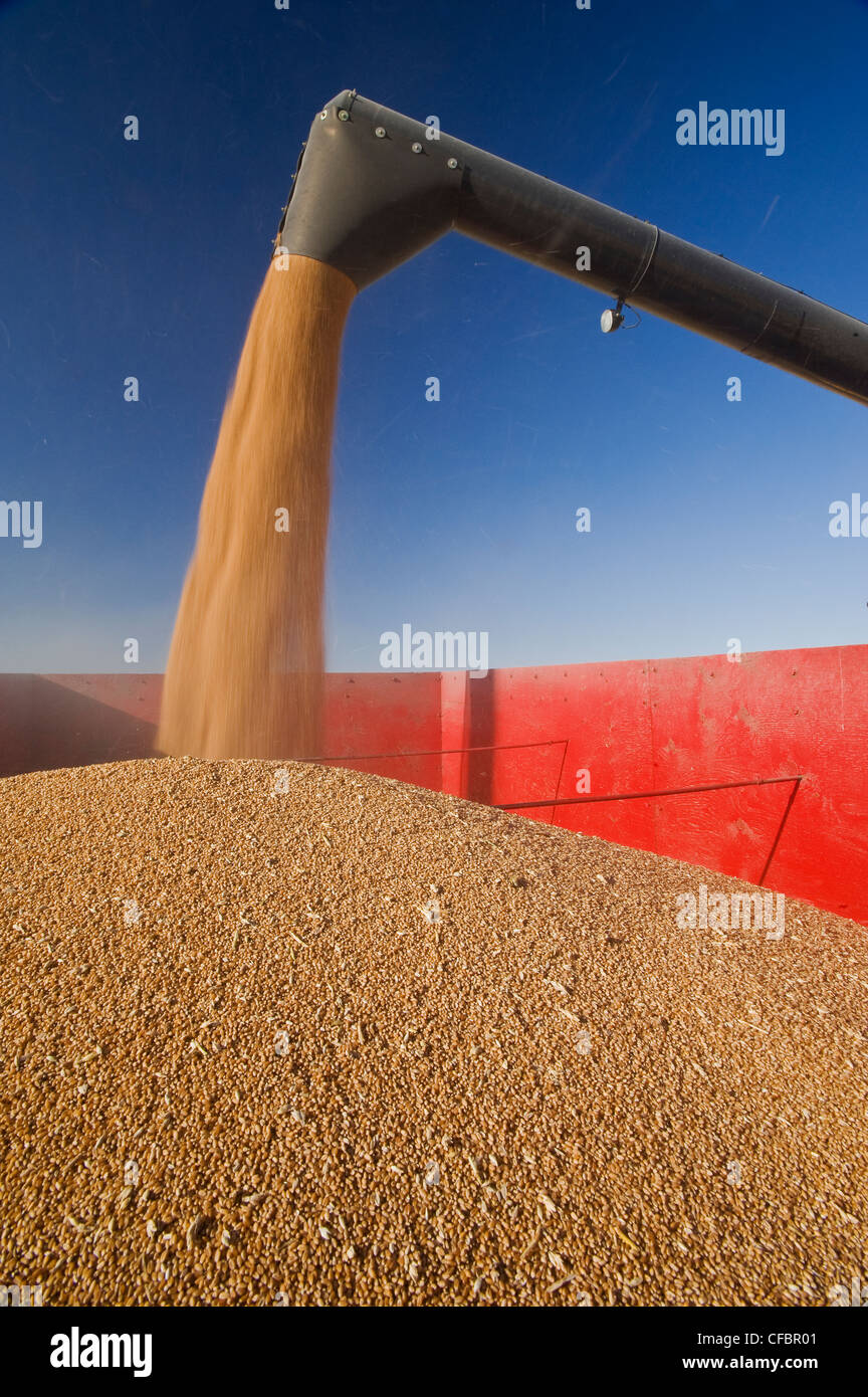 A combine auger unloads spring wheat into a grain wagon during the