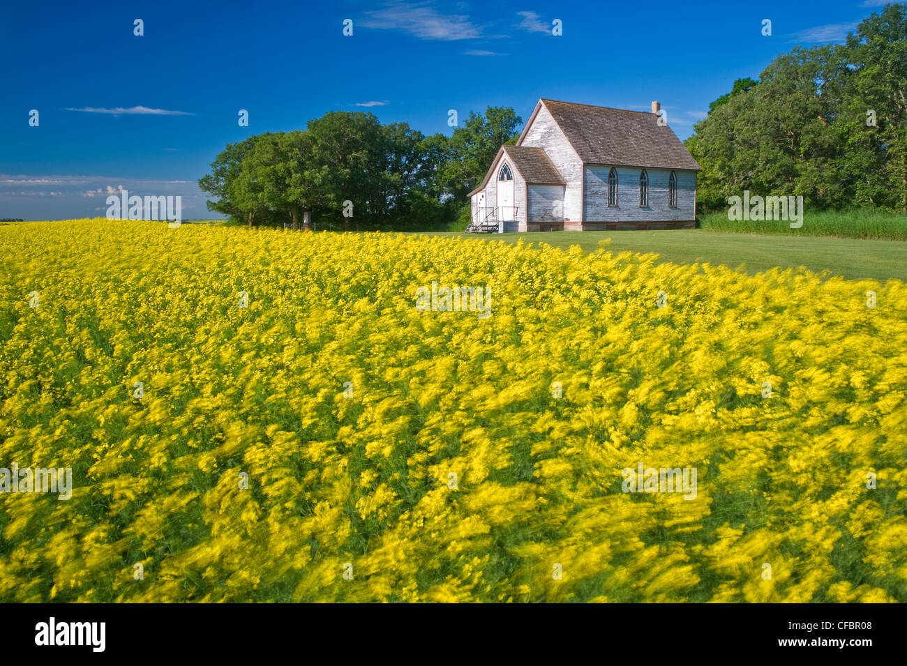 Windblown blooming canola field with old church in the background, Tiger Hills, Manitoba, Canada Stock Photo