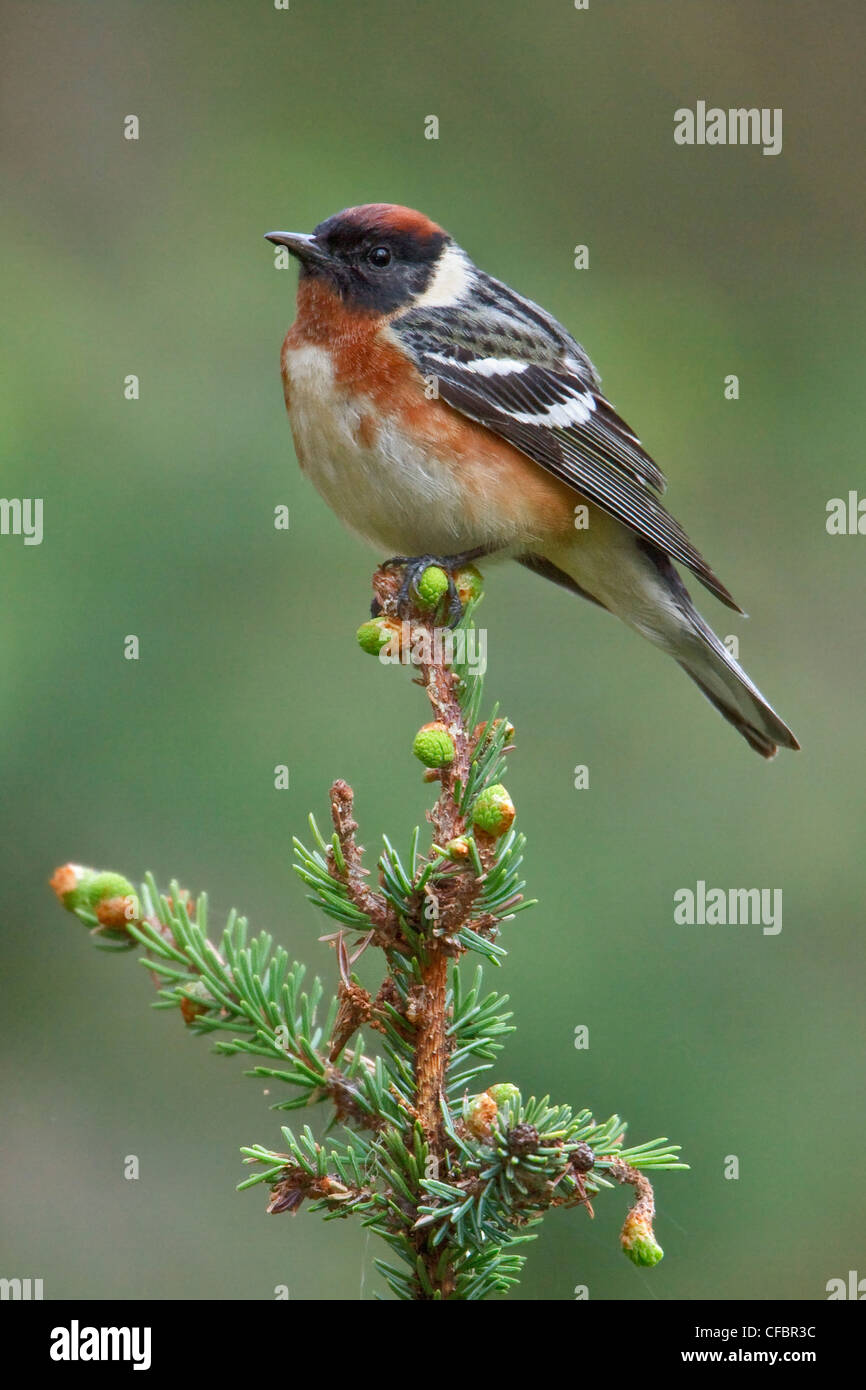 Bay-breasted Warbler (Dendroica castanea) perched on a branch in Manitoba, Canada. Stock Photo