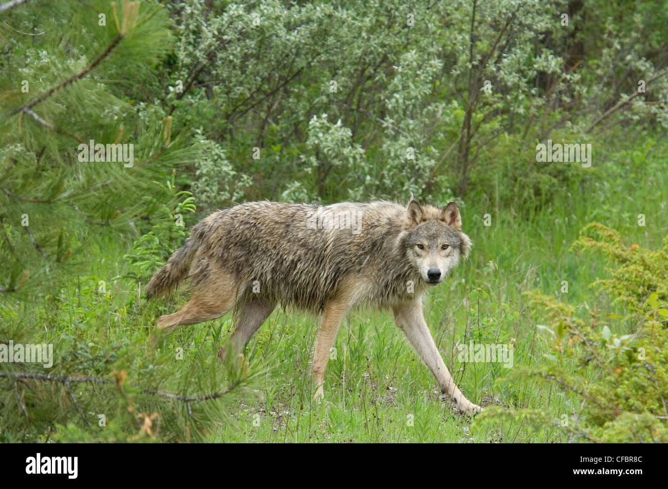 Gray wolf (Canis lupus) in summer forest clearing, Montana, USA Stock