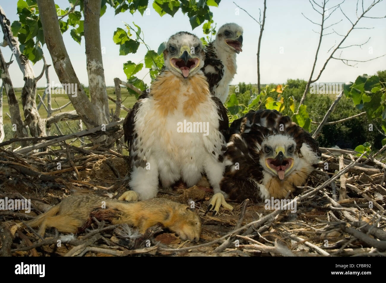 Fledgling Ferruginous hawk chicks (Buteo regalis) in nest with dead ground squirrel prey, Saskatchewan, Canada Stock Photo