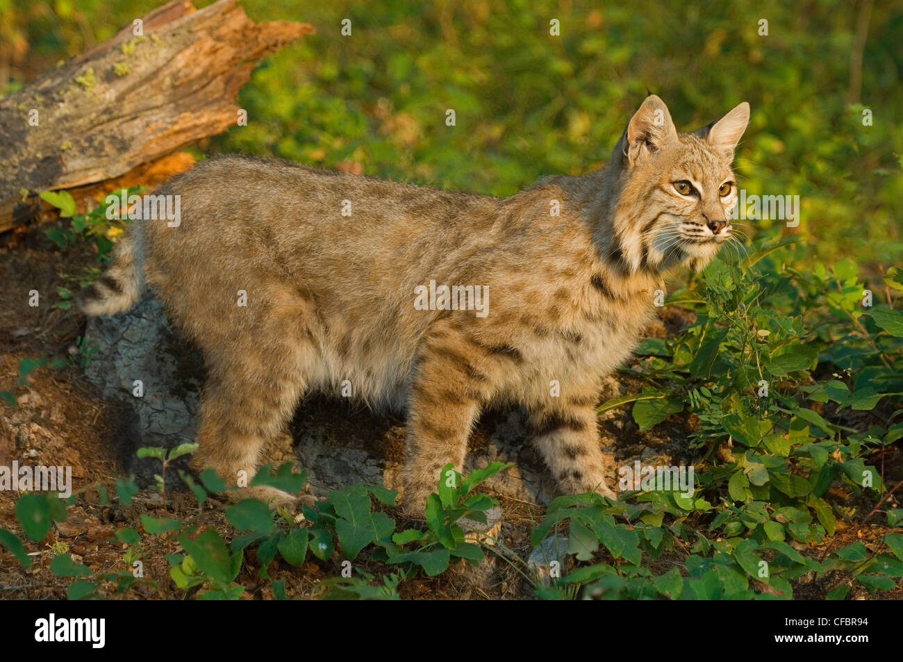 Bobcat (Felis rufus) in foothills clearing, Montana, USA Stock Photo