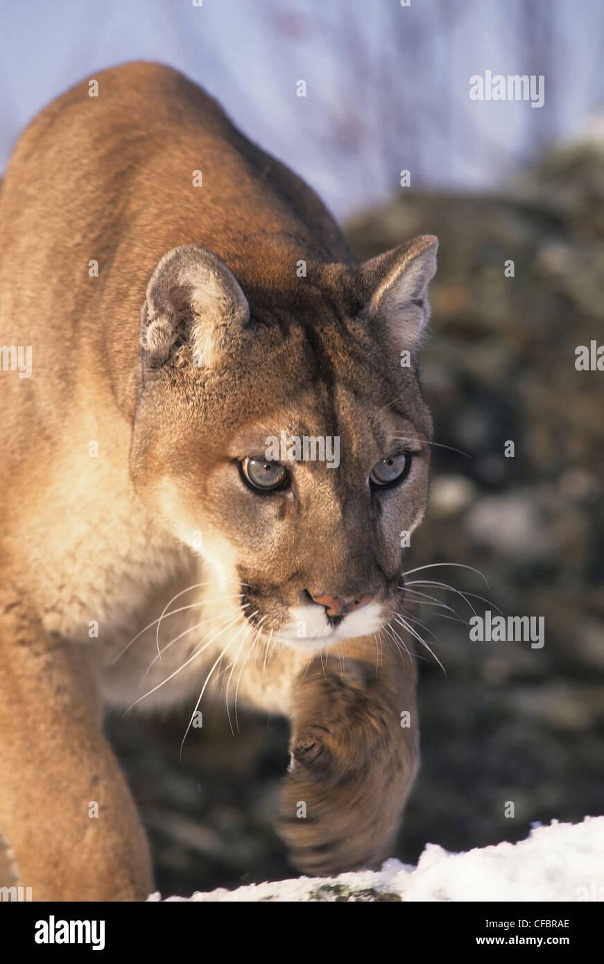 Cougar (Puma concolor) walking on rocky mountain slope in winter, Montana, USA Stock Photo