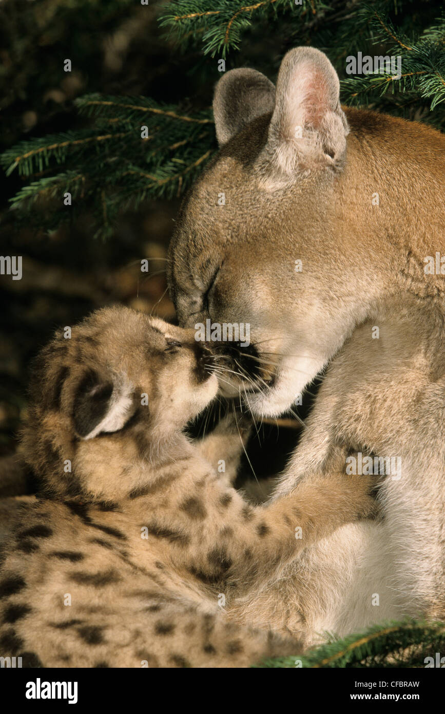 Female Cougar (Puma concolor) grooms 5-week-old kitten, Montana, USA Stock Photo