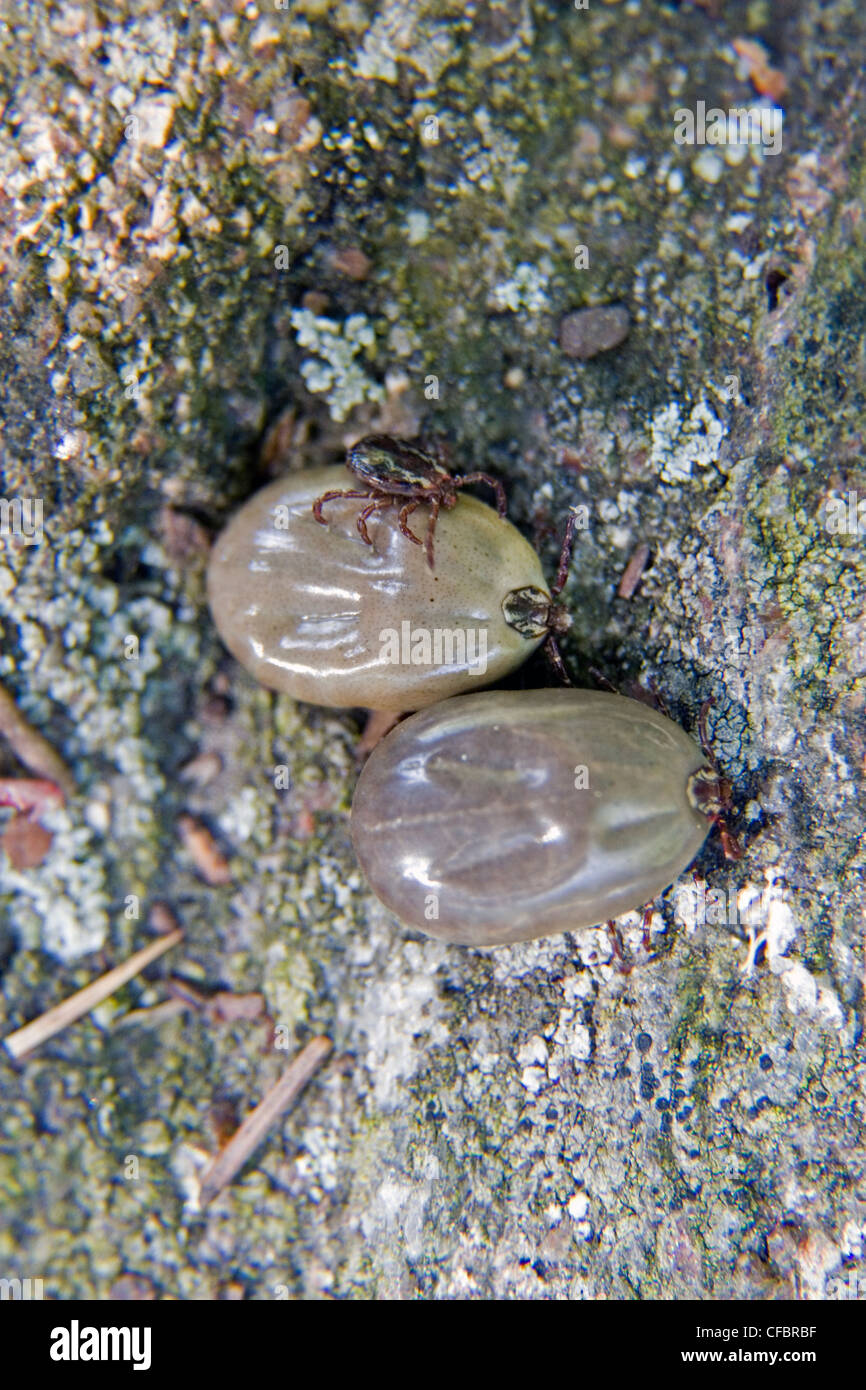 Size comparison of wood ticks (Dermacentor andersoni) before and after feeding. Stock Photo