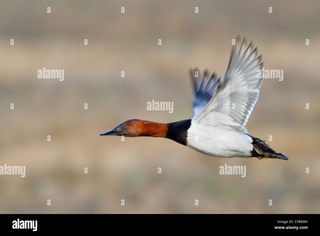 Canvasback (Aythya valisineria) flying over the prairies in Manitoba, Canada. Stock Photo