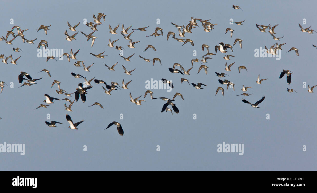 Lapwings, Vanellus vanellus and Golden Plover in flight; winter ...