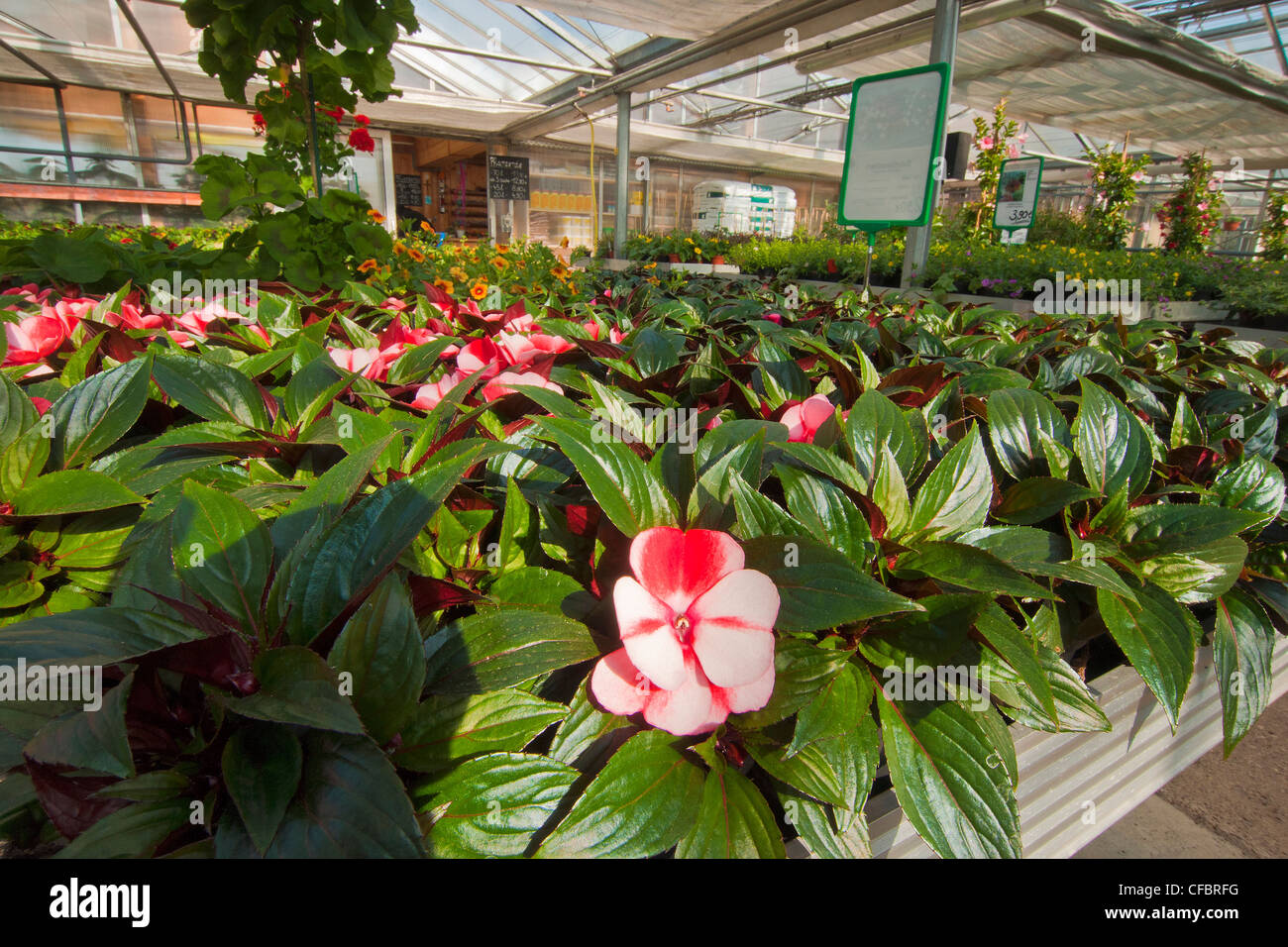 Europe, Germany, Bavaria, Upper Bavaria, Rupertiwinkel, Berchtesgaden ...