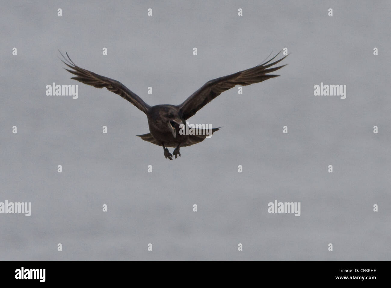 Common Raven (Corvus corax) flying in Churchill, Manitoba, Canada. Stock Photo