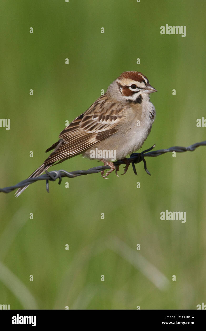 Lark Sparrow (Chondestes grammacus) perched on a barbed wire fence in Alberta, Canada. Stock Photo