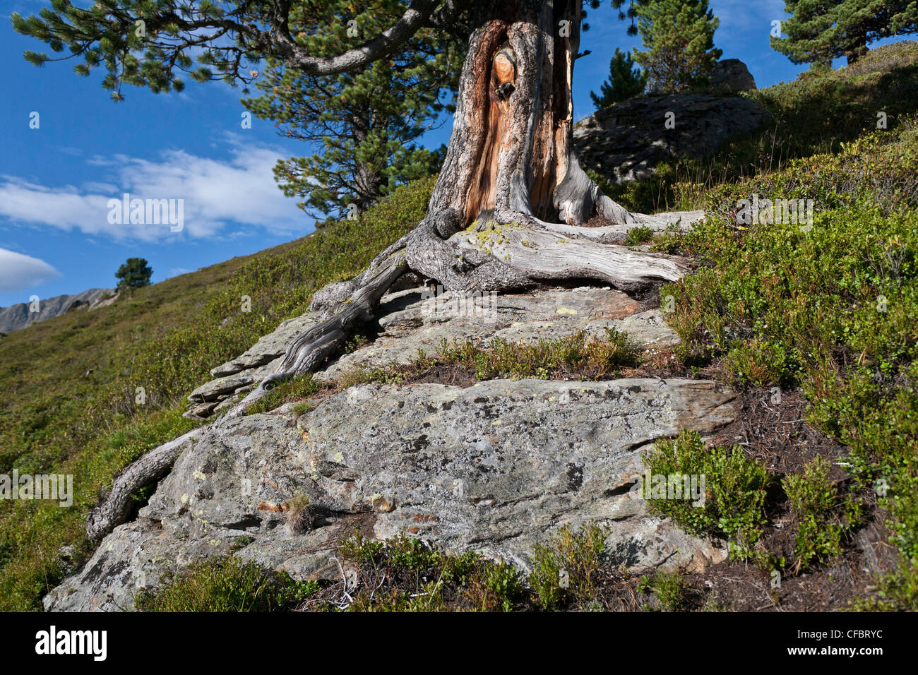 pine, tree, root, rock, cliff, ground, Alp, sky, Austria, Stock Photo