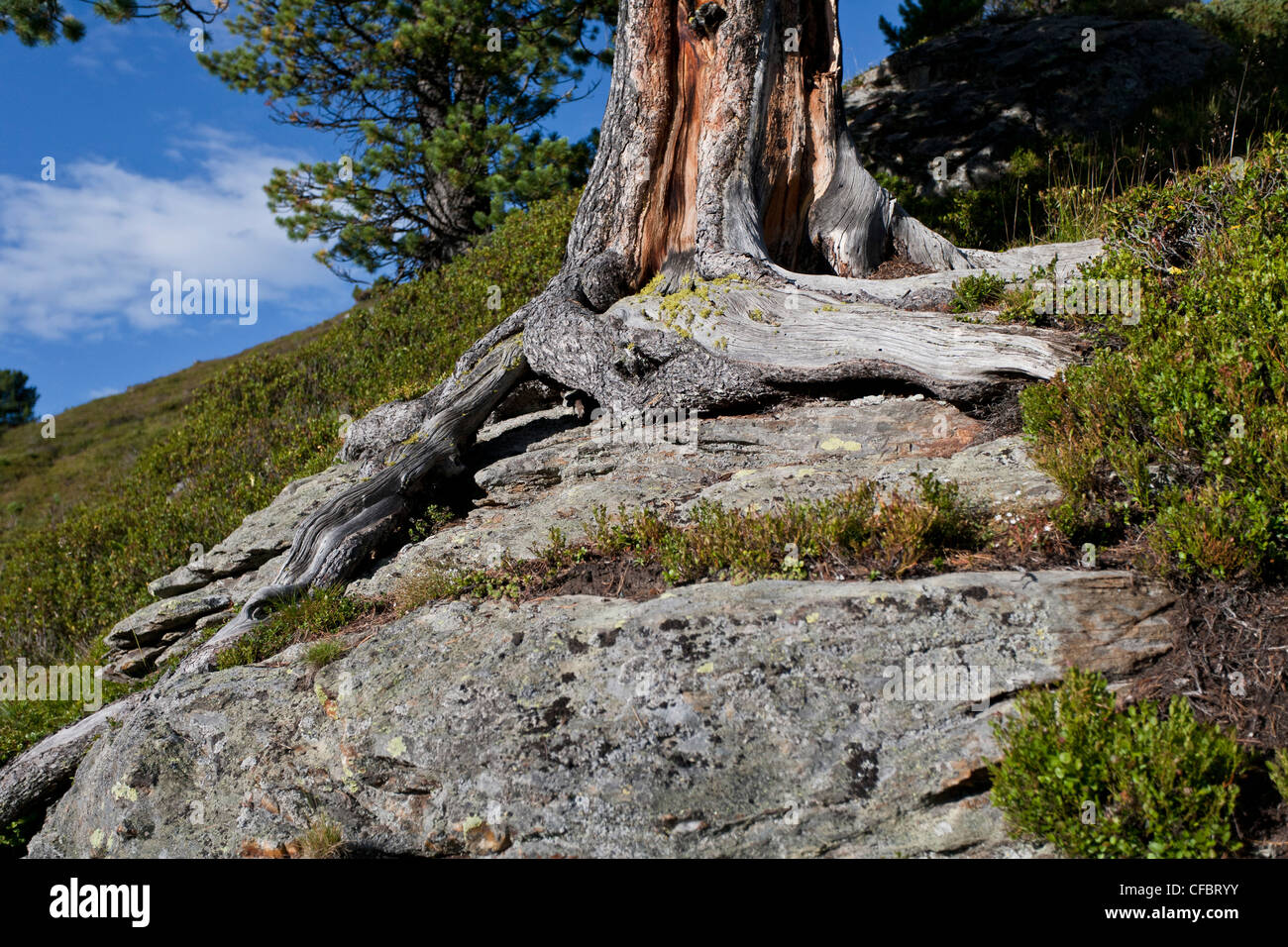 pine, tree, roots, blue, sky, rock, cliff, tree roots, grow, stone