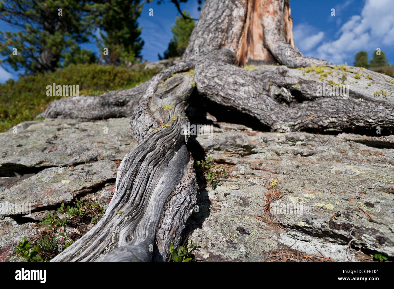 pine, tree, roots, blue, sky, rock, cliff, tree roots, grow, stone