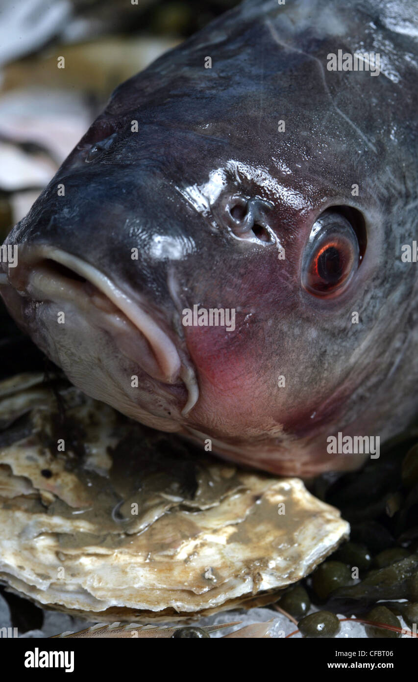 Carp hi-res stock photography and images - Alamy
