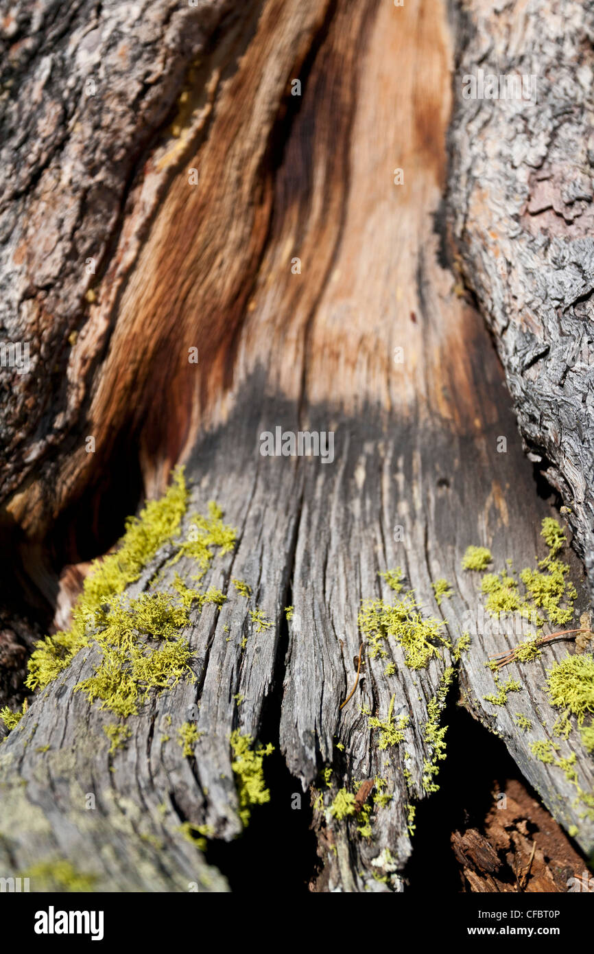 pine, tree, roots, blue, sky, rock, cliff, tree roots, grow, stone