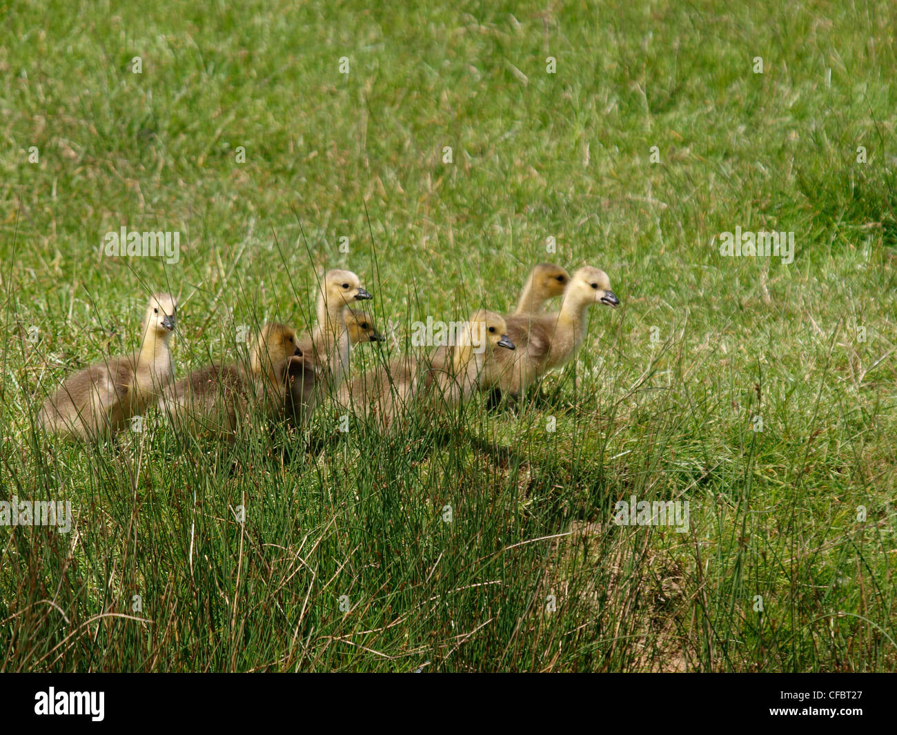 Canada goose, Branta canadensis gosling's, UK Stock Photo - Alamy