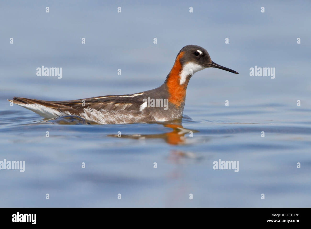 Red-necked Phalarope (Phalaropus lobatus) in a pond in Churchill, Manitoba, Canada. Stock Photo