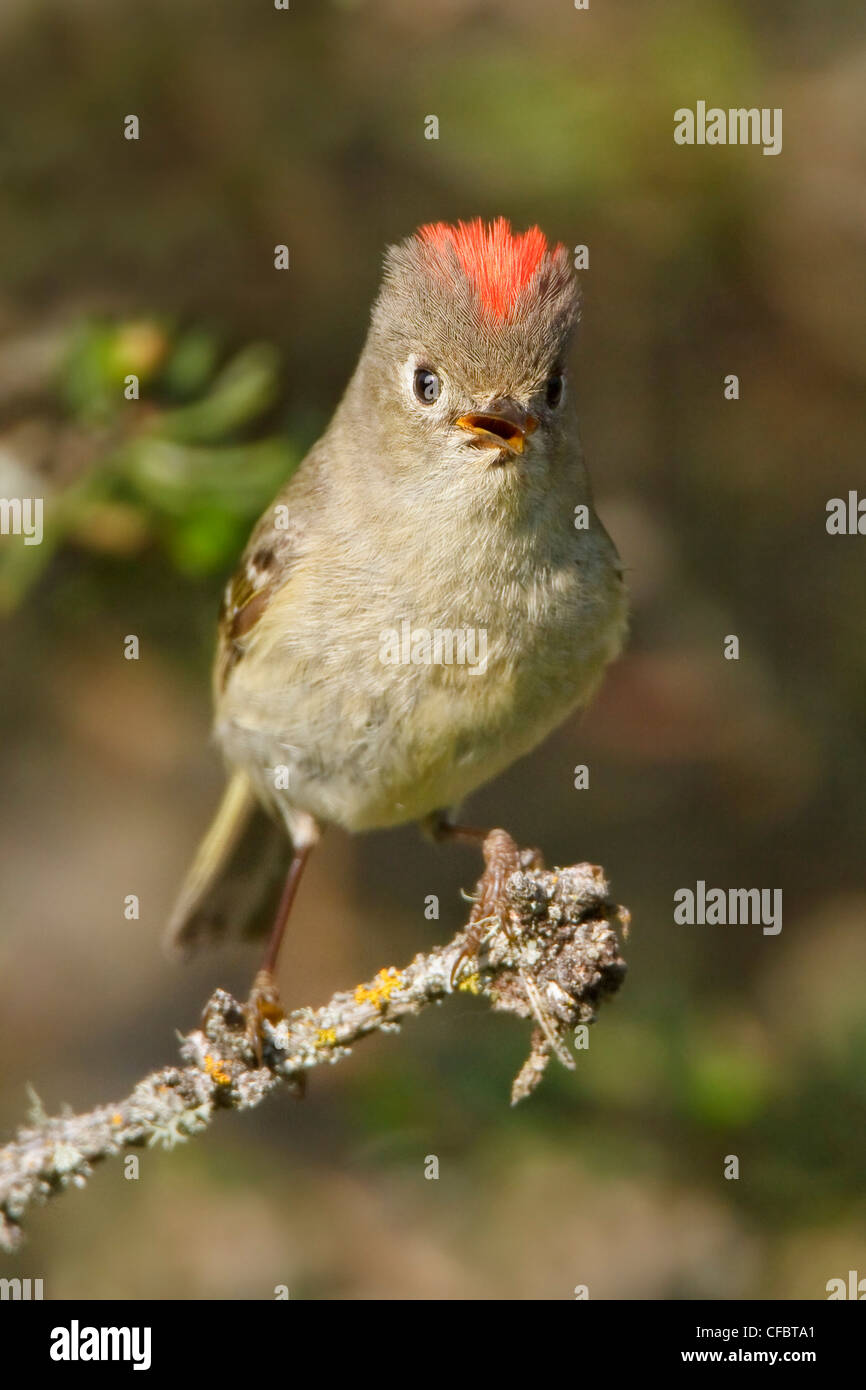 Ruby-crowned Kinglet (Regulus calendula) perched on a branch in Manitoba, Canada. Stock Photo
