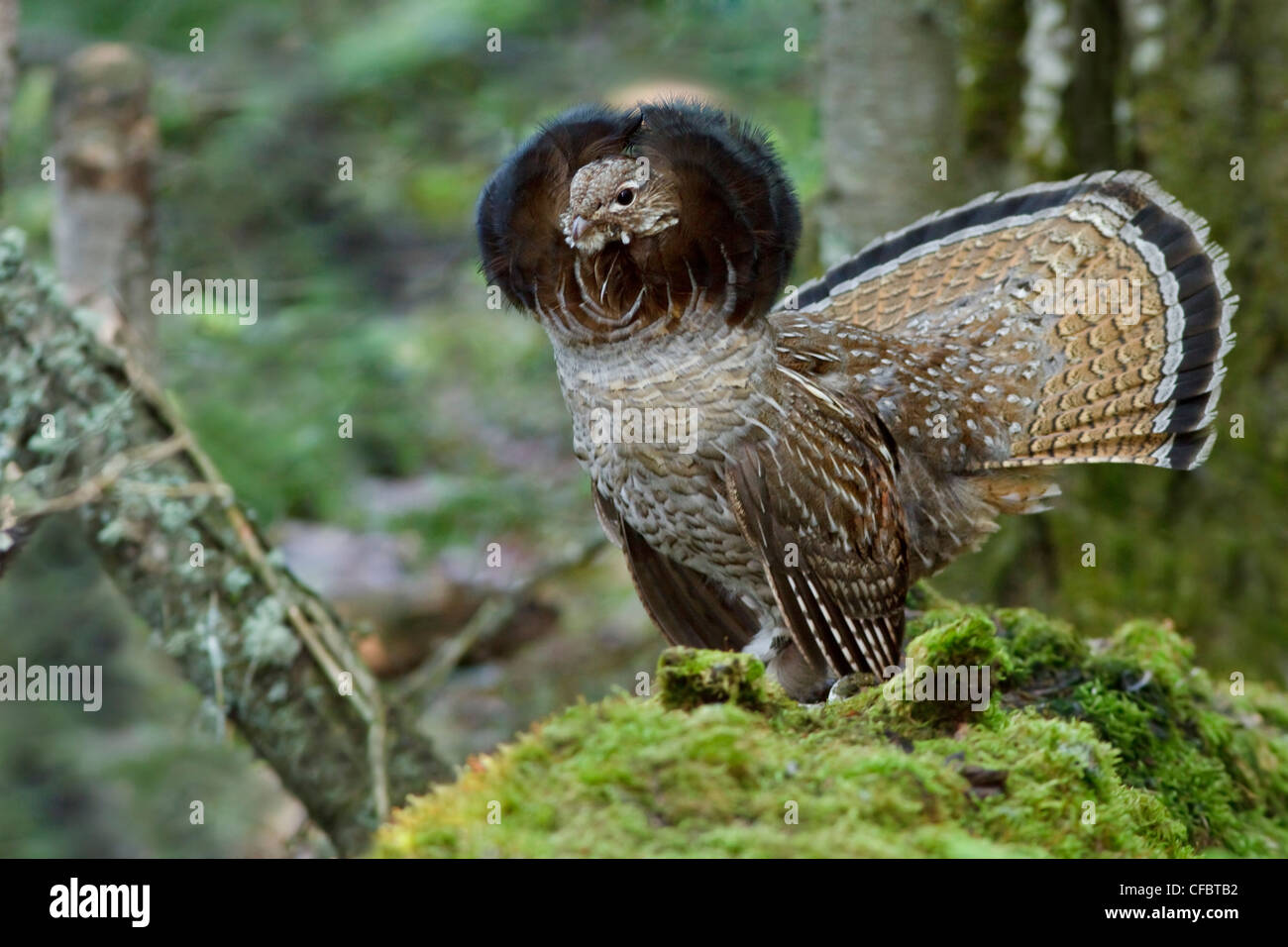Ruffed Grouse (Bonasa umbellus) drumming from atop a log in Manitoba, Canada. Stock Photo
