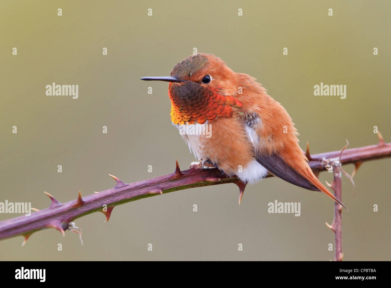 Rufus hummingbird hi-res stock photography and images - Alamy
