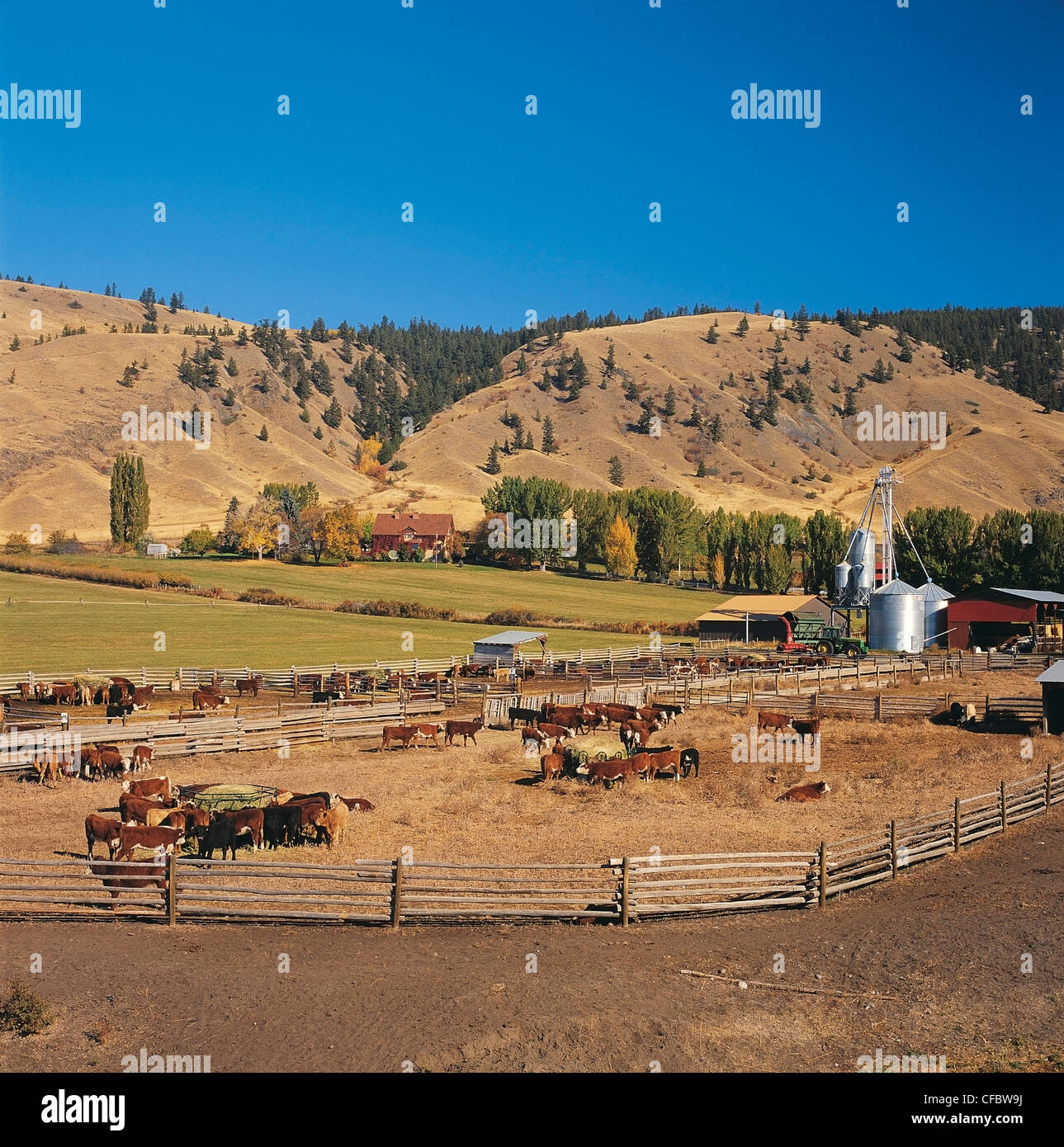 Alkali Lake Ranch province's oldest ranch cattle Stock Photo Alamy