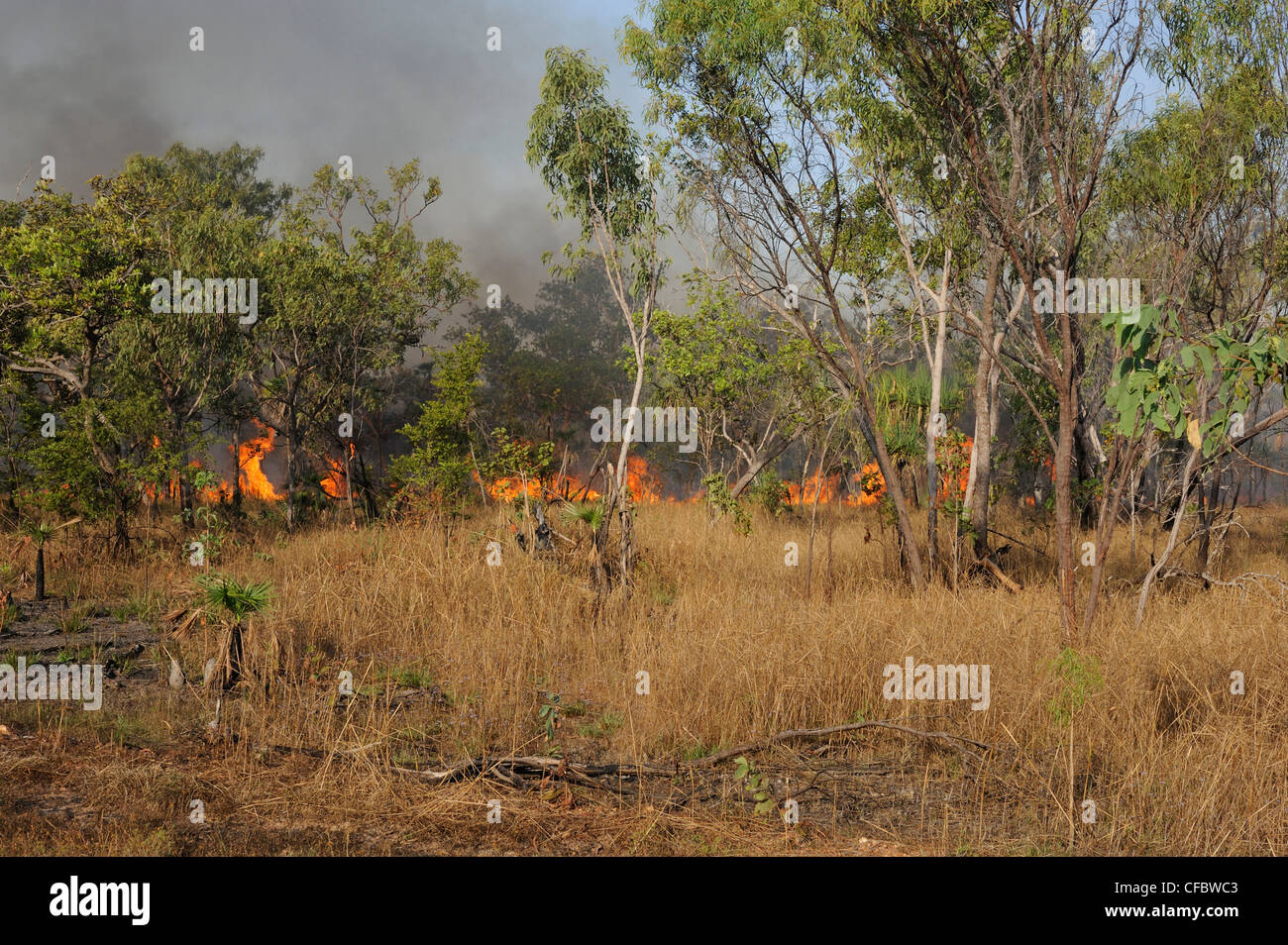 Bushfire, forest, Savanna, vegetation, bush, Kakadu National Park, Northern Territory, Australia Stock Photo