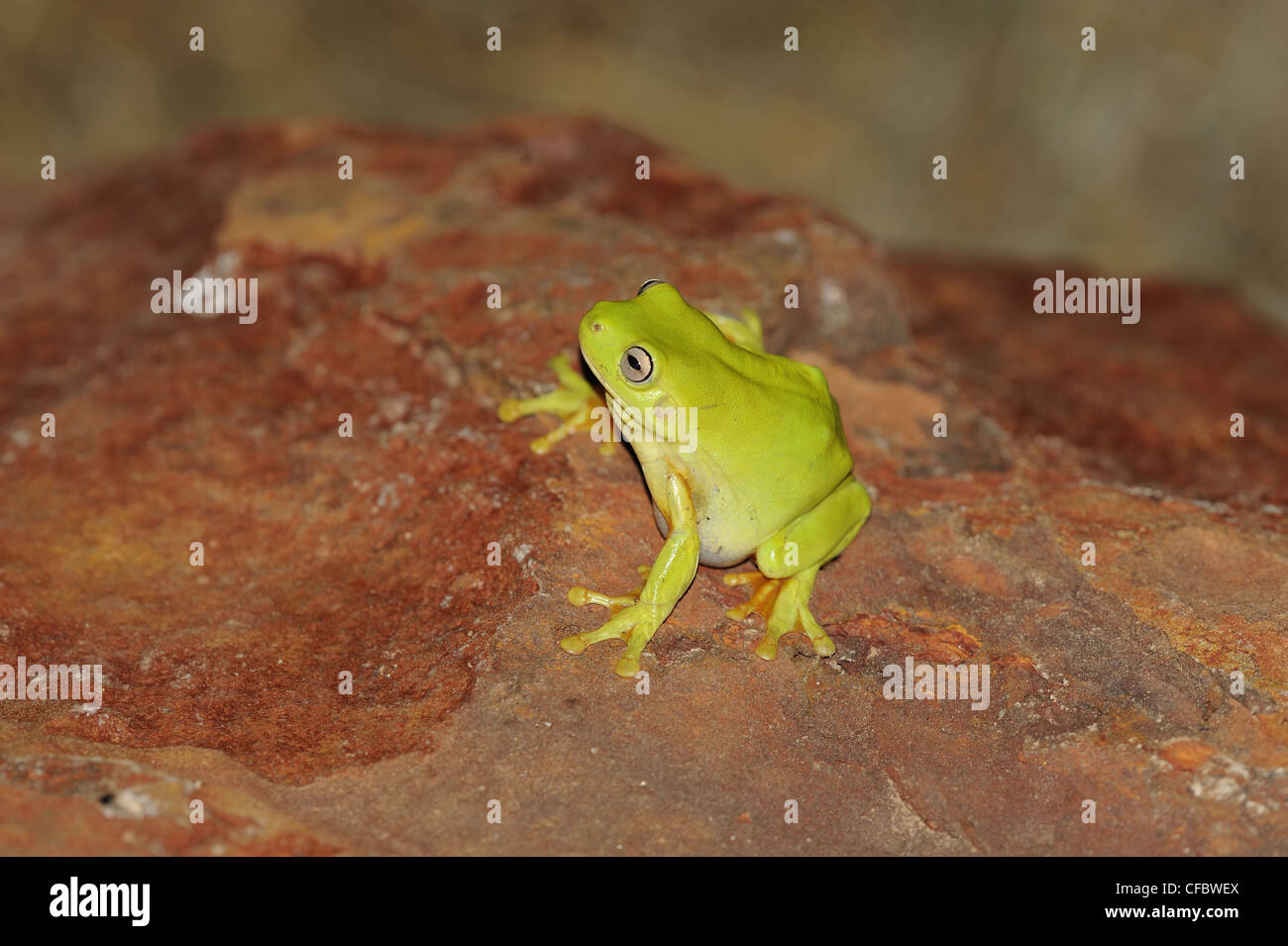 Green tree frog, Litoria caerulea, Hylidae, frog, animal, ampibious animal, Northern Territory, Australia Stock Photo