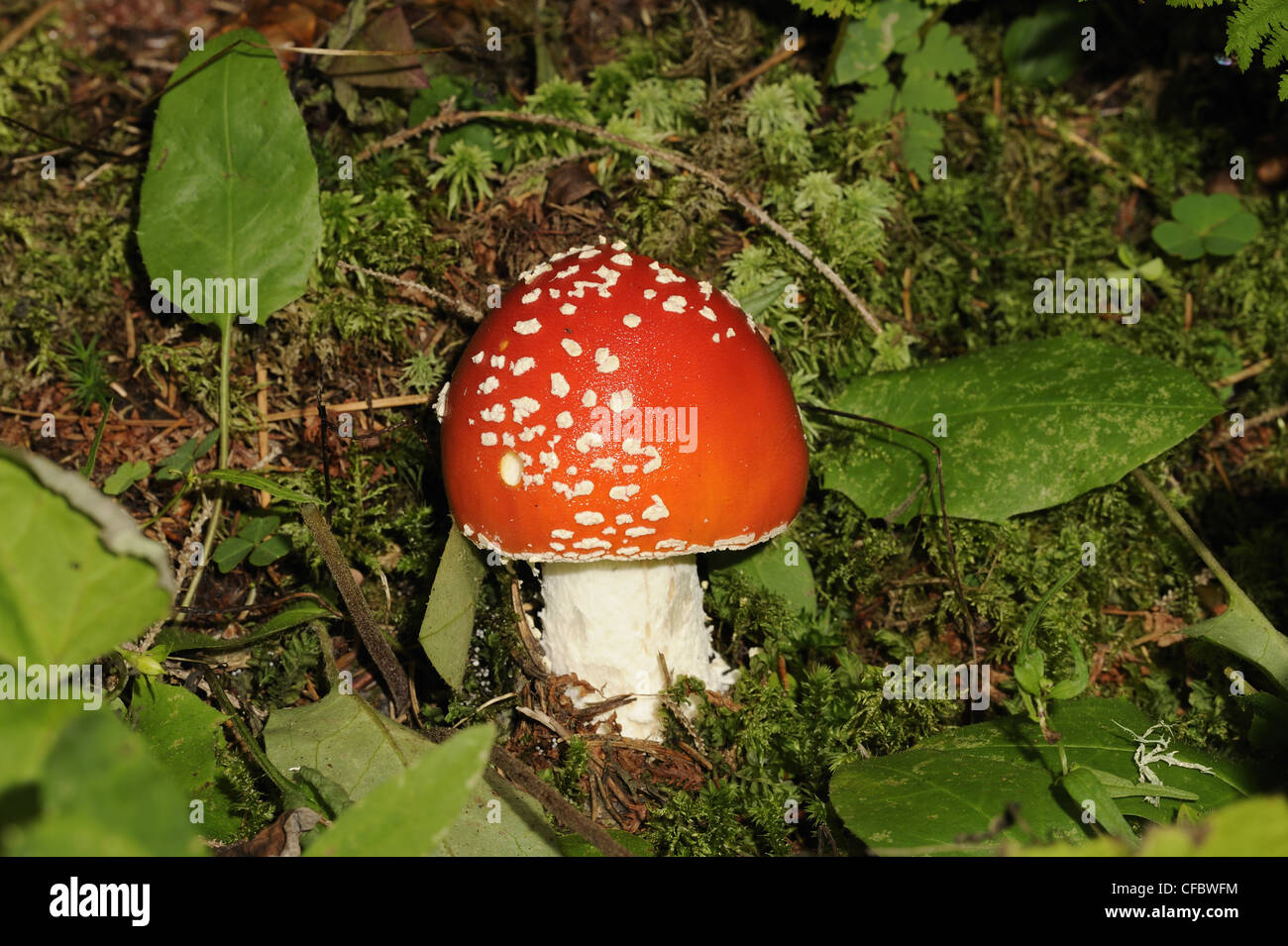 Fly agaric, mushroom, Amanita muscaria, Andeer, Canton, Grisons, Switzerland Stock Photo