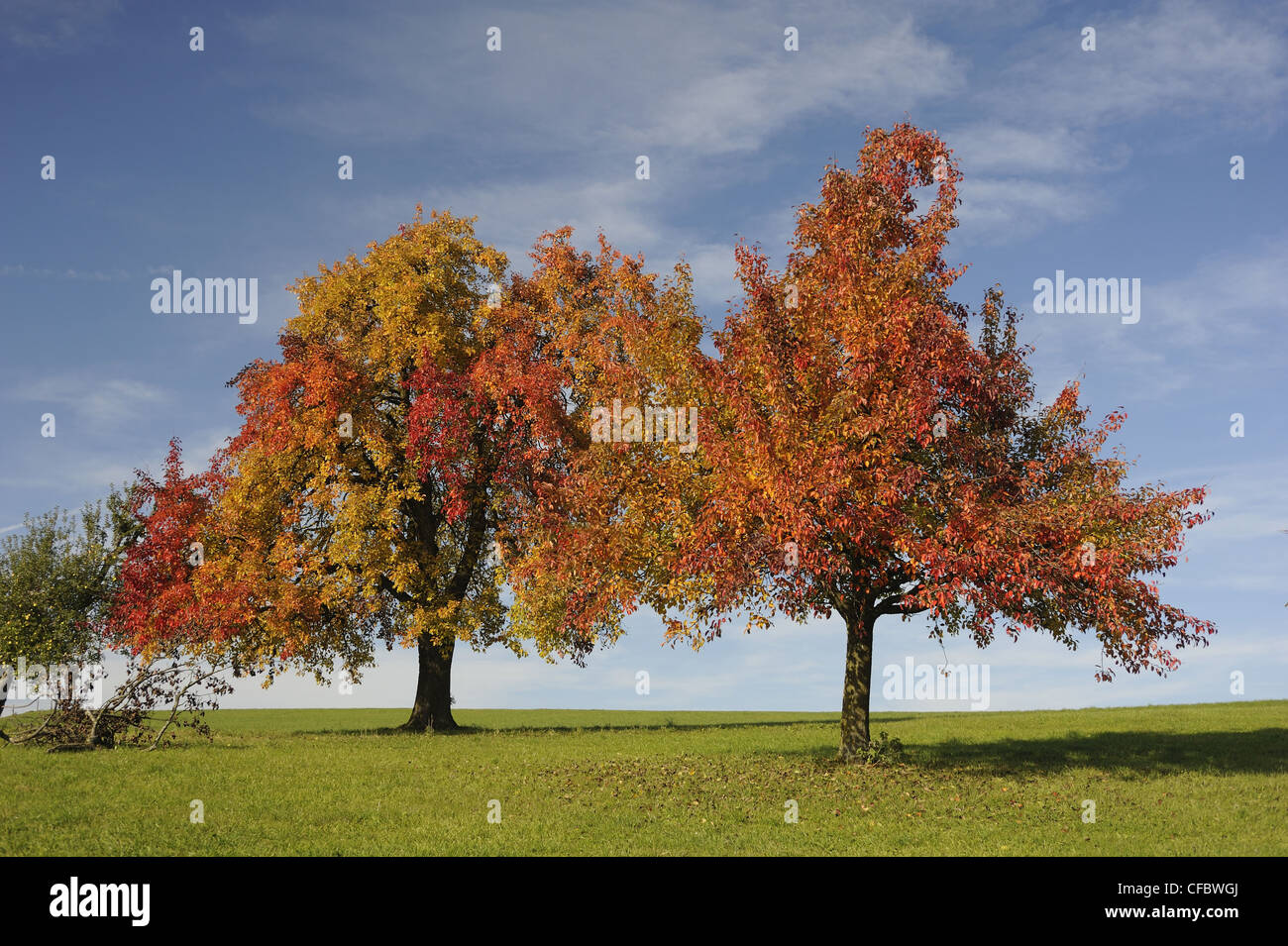 Cherry trees, tree, plant, autumn, colours, Fischingen, Canton, Thurgau, Switzerland Stock Photo