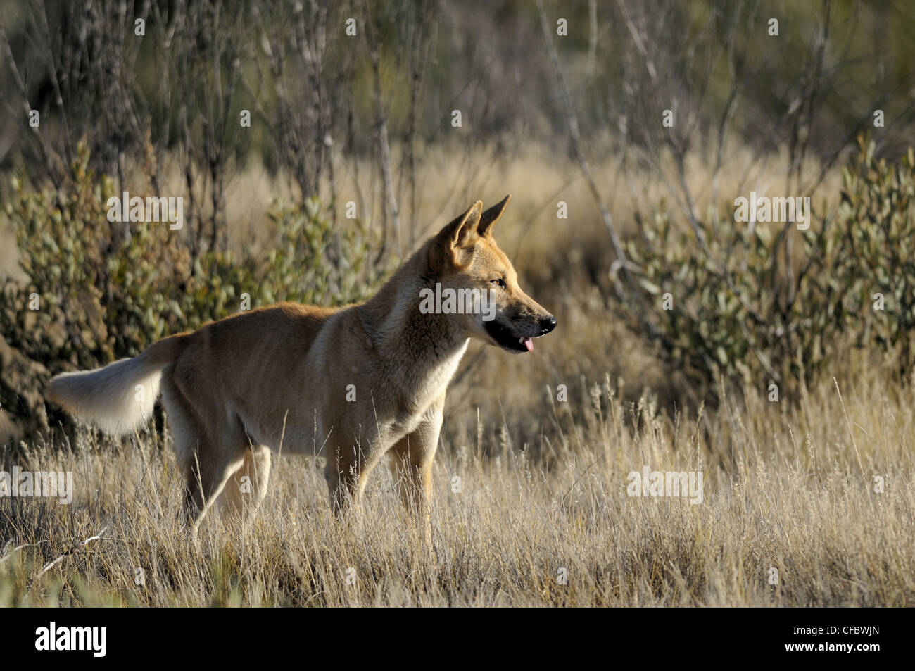 Category:Canis lupus dingo - Wikimedia Commons