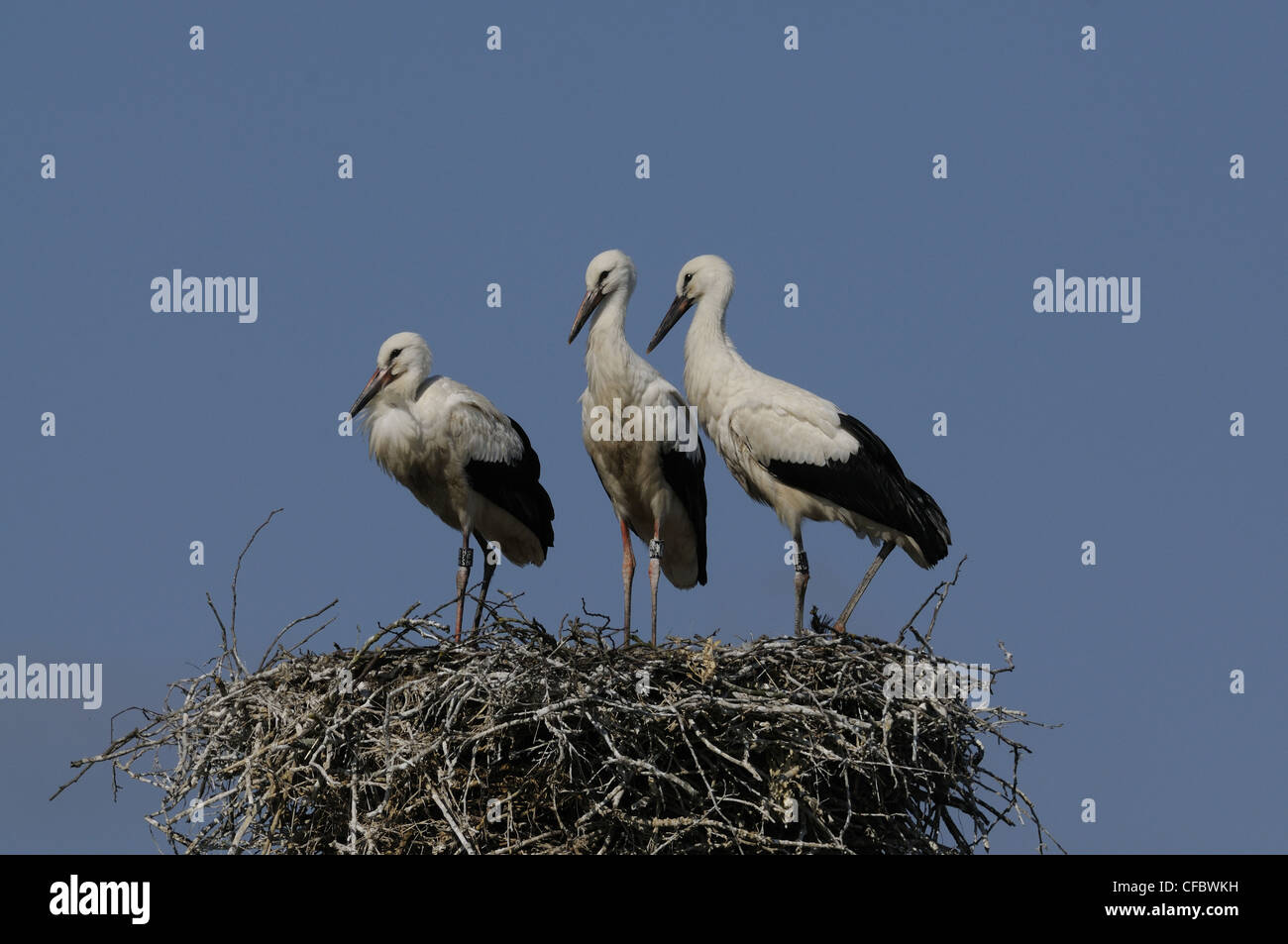 White Stork, Ciconia ciconia, Ciconiidae, nest, nestlings, Damphreux, Canton, Jura, Switzerland Stock Photo