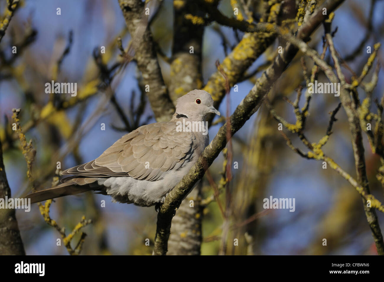 Eurasian Collared Dove, Streptopelia decaocto, Columbidae, dove, animal