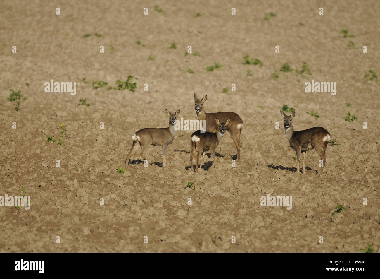 Roe deer, Capreolus caprolus, doe, animal, mammal, flock, field, Champagne, France Stock Photo