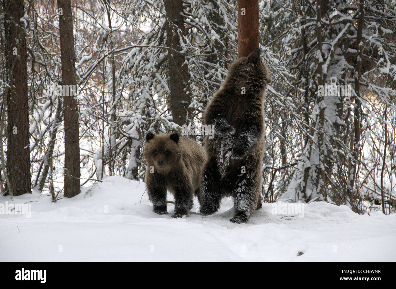 Grizzly Bear Ursus arctos rubbing deposit/acquire Stock Photo