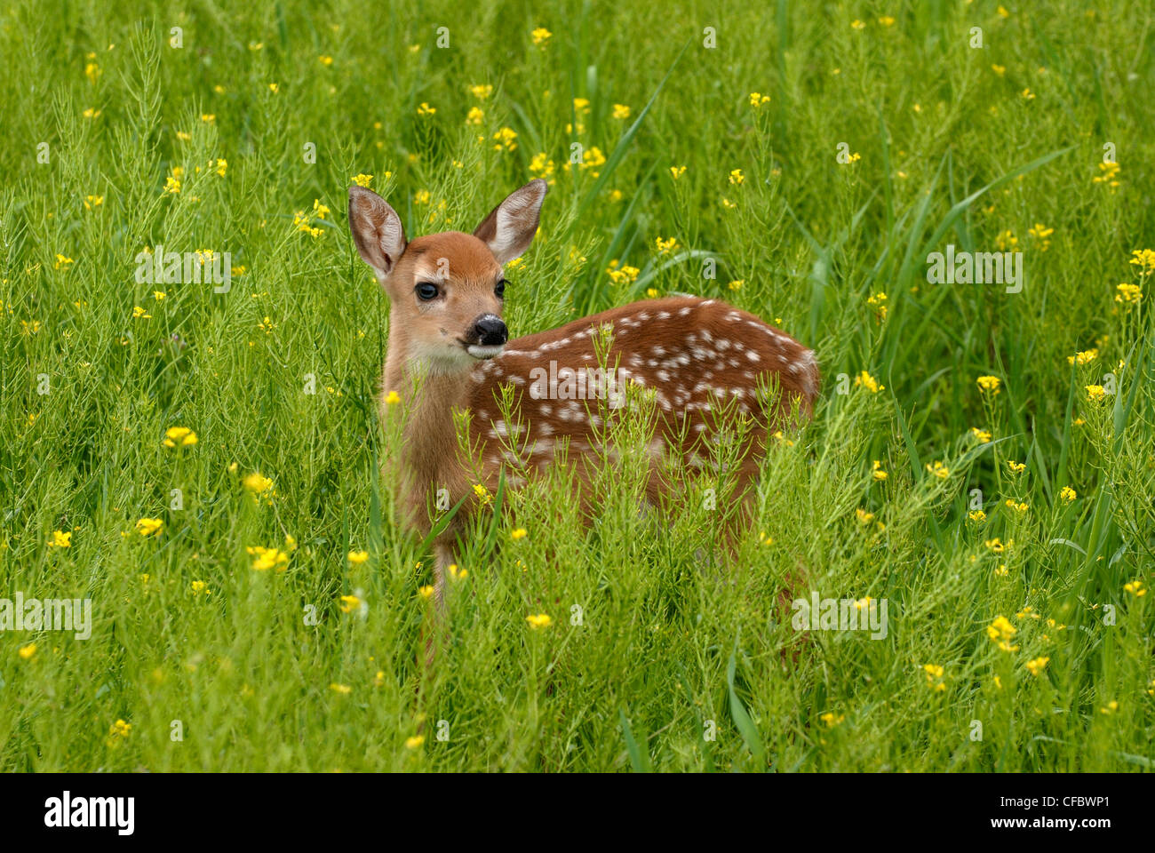 Whitetail deer (Odocoileus virginianus) fawn standing in field of wild mustard plant, Minnesota, USA Stock Photo