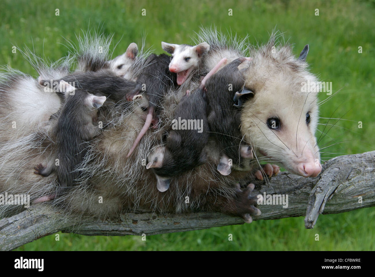 Female opossum (didelphis virginiana) with babies clinging to her, Minnesota, USA Stock Photo