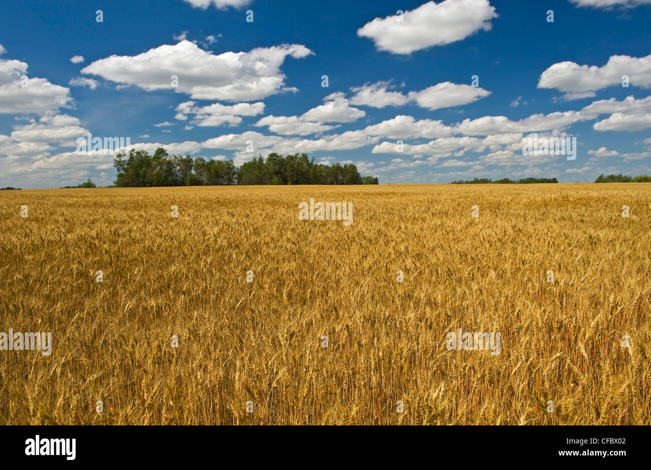 Country road between grain fields, Manor, Saskatchewan, Canada Stock Photo