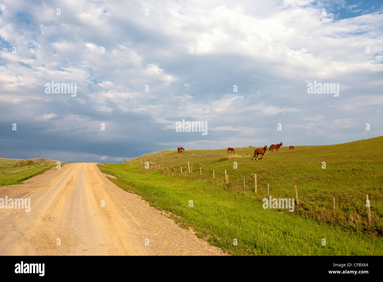 Clay road and horses grazing near Morse, Saskatchewan, Canada Stock