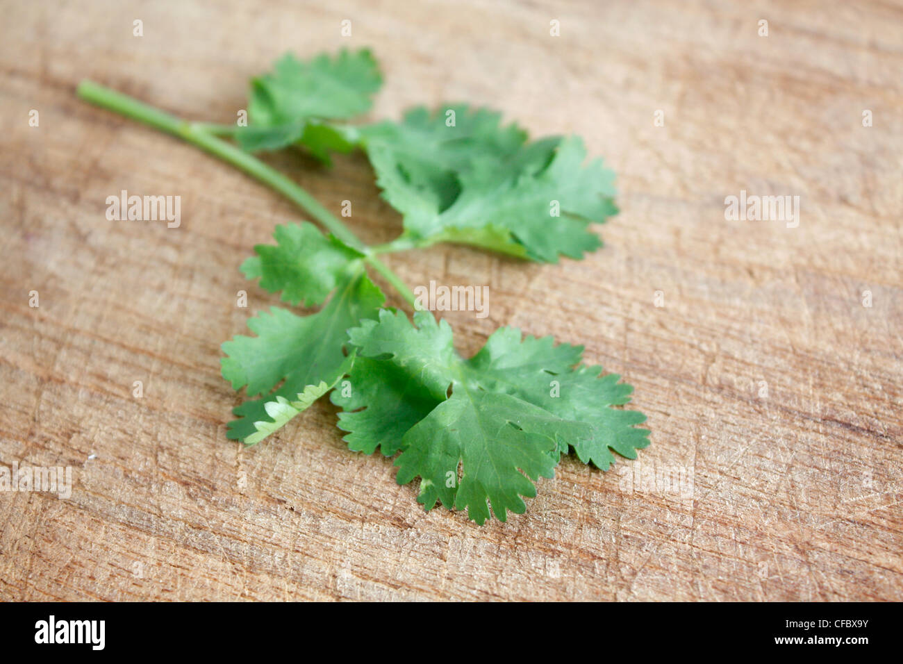 Green coriander on a background Stock Photo Alamy