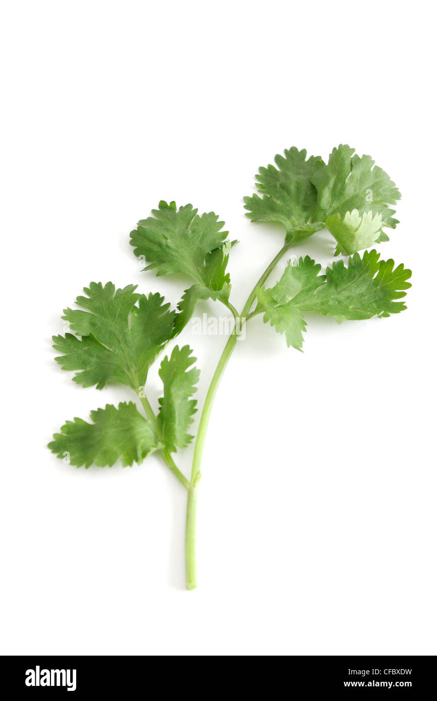 Green coriander on a background Stock Photo