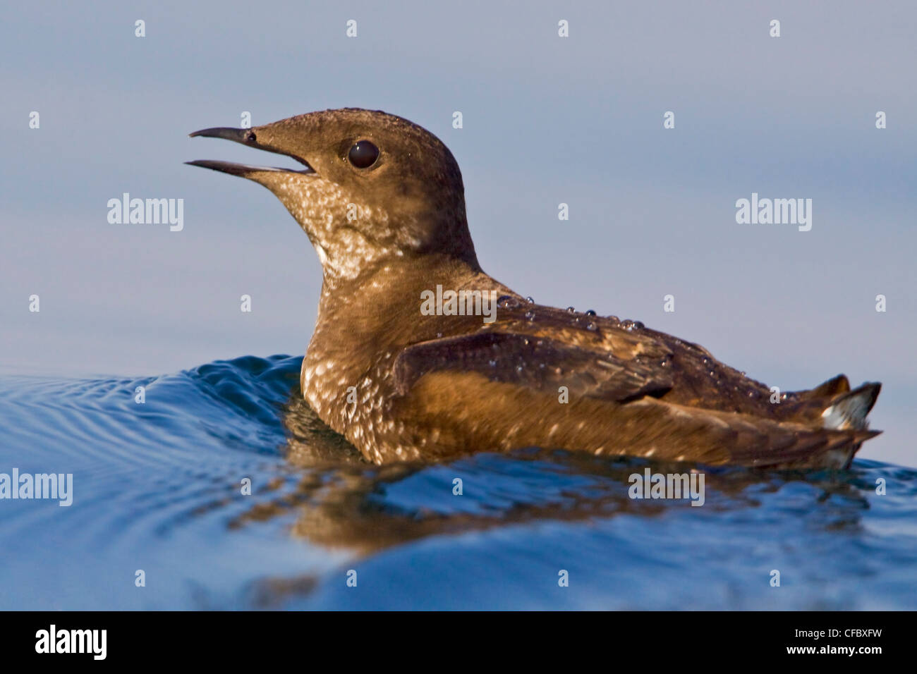 Marbled Murrelet (Brachyramphus perdix) swimming in the ocean in ...