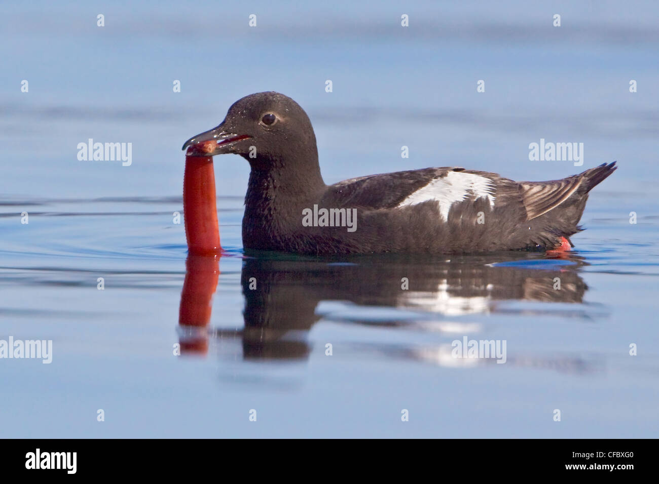 Pigeon Guillemot feeding on water - (Cepphus columba), Victoria, BC, Canada. Stock Photo