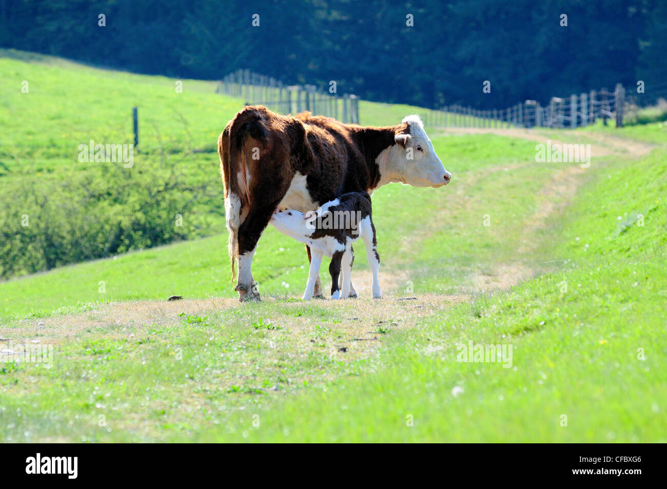 Six day old baby Hereford calf nursing its mother, in Glenora, BC. Stock Photo