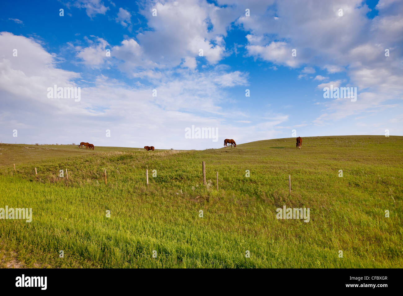 Horses grazing near Drinkwater, Saskatchewan, Canada Stock Photo Alamy
