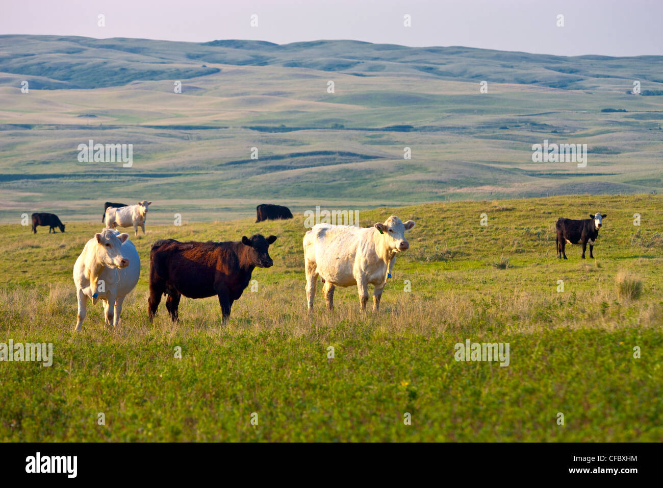 Cattle grazing near Chaplin, Saskatchewan, Canada. Stock Photo