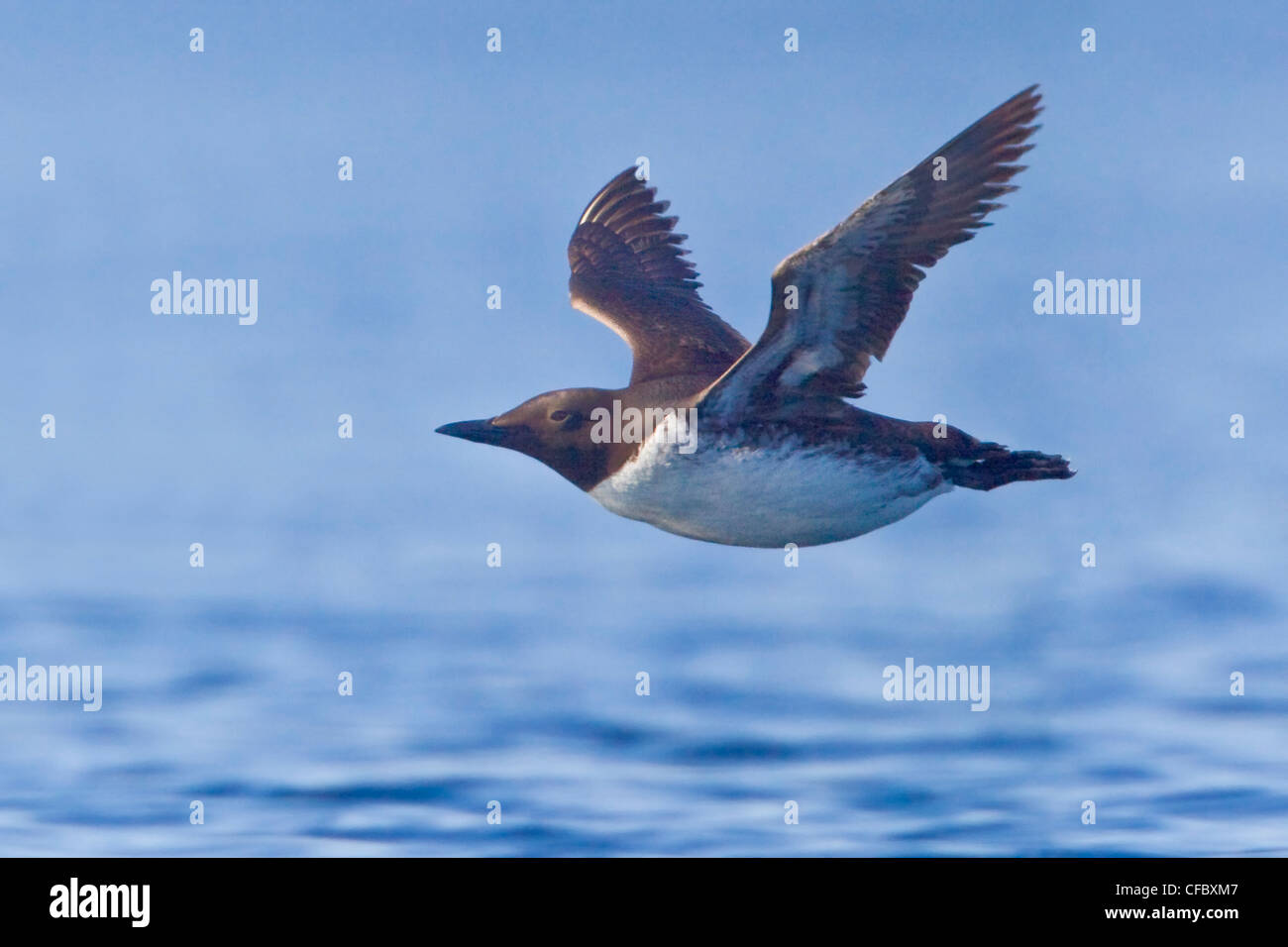 Common Murre (Uria aalge) flying in Victoria, BC, Canada. Stock Photo