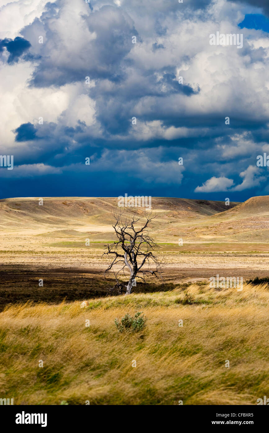 Lone bare tree in Grasslands National Park, Saskatchewan, Canada Stock