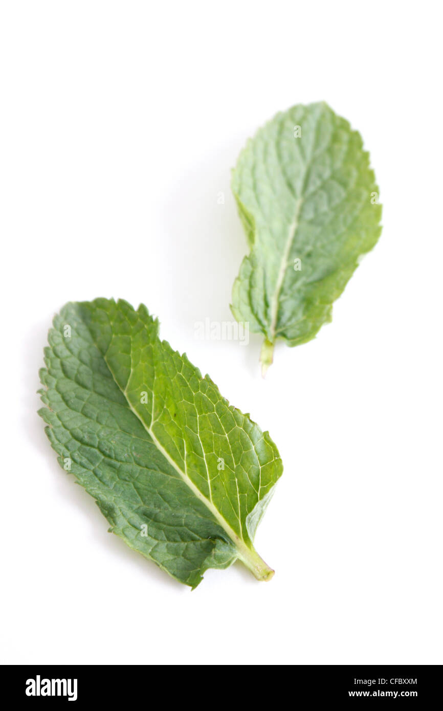 Mint leaves on assorted bg Stock Photo